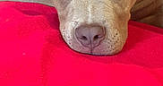 Gus is registered to the contest to win money with this photo: animal, blanket, brown_dog, close_up, cozy, cute, dog, domestic_animal, ear, eyes, face, fur, indoor, nose, pet, plush_toy, red_blanket, relaxed, resting, soft_texture