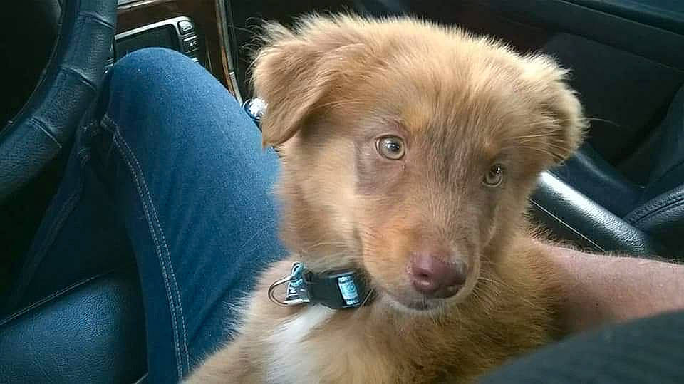 Junky a rejoint le concours — aidez-le/la à gagner de superbes lots ! basque_shepherd_dog, canidae, carnivore, companion_dog, dog, dog_breed, ear, golden_retriever, mammal, nose, nova_scotia_duck_tolling_retriever, puppy, retriever, small_greek_domestic_dog, snout, sporting_group, street_dog, vertebrate, whiskers, working_dog