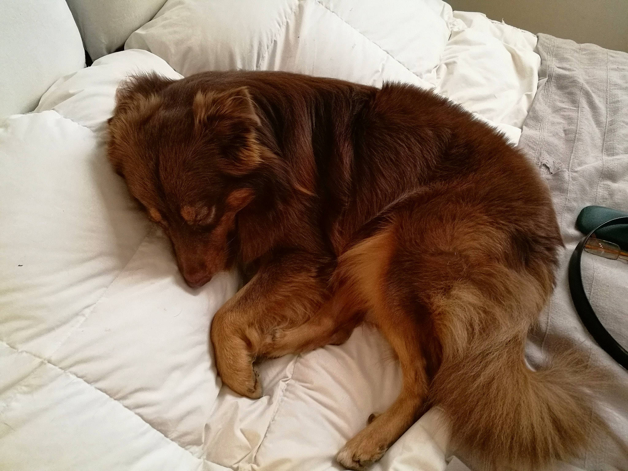Junky a rejoint le concours — aidez-le/la à gagner de superbes lots ! bed, canidae, carnivore, cat, comfort, companion_dog, dog, dog_breed, ear, fur, furniture, liver, nap, nova_scotia_duck_tolling_retriever, puppy, sleep, sporting_group, tail