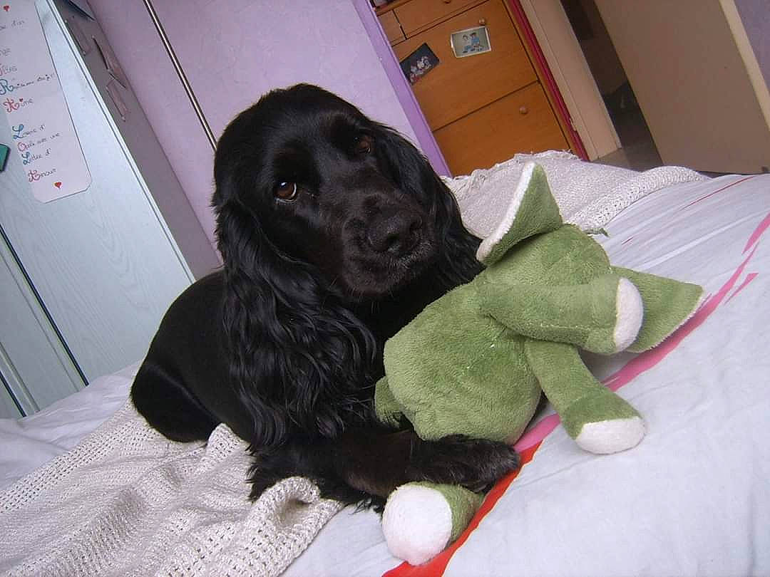 Dipsy participe au concours pour gagner de l'argent avec cette photo : american_cocker_spaniel, beagador, canidae, carnivore, companion_dog, dog, dog_breed, english_cocker_spaniel, field_spaniel, flat_coated_retriever, mammal, rare_breed_dog, russian_spaniel, spaniel, sporting_group, vertebrate