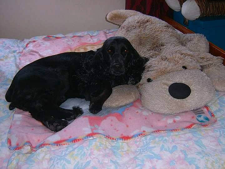 Dipsy a rejoint le concours — aidez-le/la à gagner de superbes lots ! american_cocker_spaniel, canidae, carnivore, cocker_spaniel, dog, dog_breed, flat_coated_retriever, labradoodle, non_sporting_group, plush, puppy, spaniel, sporting_group, stuffed_toy