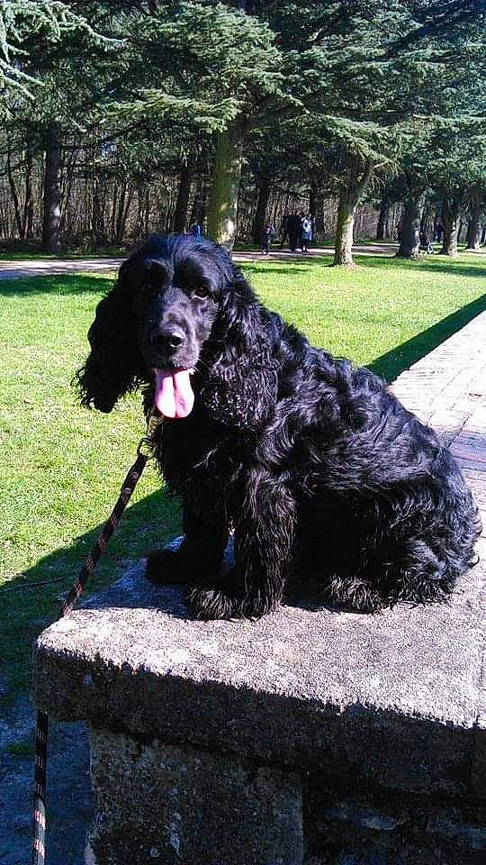 Dipsy a rejoint le concours — aidez-le/la à gagner de superbes lots ! american_cocker_spaniel, american_water_spaniel, blue_picardy_spaniel, boykin_spaniel, canidae, carnivore, cocker_spaniel, dog, dog_breed, english_cocker_spaniel, field_spaniel, german_spaniel, hunting_dog, mammal, picardy_spaniel, rare_breed_dog, russian_spaniel, spaniel, sporting_group, vertebrate