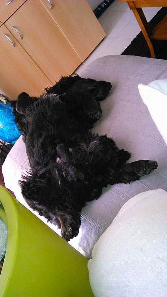 Dipsy participe au concours pour gagner de l'argent avec cette photo : affenpinscher, bolonka, canidae, carnivore, companion_dog, dog, dog_breed, labradoodle, non_sporting_group, portuguese_water_dog, puppy, schnauzer, schnoodle, scottish_terrier, sporting_group, terrier