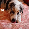 Lyra participe au concours pour gagner de l'argent avec cette photo : animal, bed, blanket, closeup, cozy, cute, dog, domestic_animal, fur, indoor, licking, lying_down, paw, pet, pillow, pink, puppy, resting, sleepy, young_dog