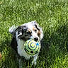 dog, ball, grass, outdoor, play, pet, animal, sunlight, nature, field, happy, running, fur, canine, toy, summer, green, active, daytime, playful