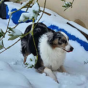 Lyra participe au concours pour gagner de l'argent avec cette photo : dog, snow, outdoor, winter, animal, fur, branch, nature, pet, canine, playful, cold, white, black, brown, background, leaf, garden, wall, blue