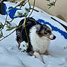 dog, snow, outdoor, winter, animal, fur, branch, nature, pet, canine, playful, cold, white, black, brown, background, leaf, garden, wall, blue