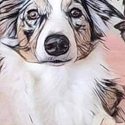 Lyra a rejoint le concours — aidez-le/la à gagner de superbes lots ! animal, artistic_filter, black_fur, canine, companion, digital_art, dog, ears, face, fur_texture, furniture, indoor, nose, pet, pink_surface, portrait, relaxing, sitting, snout, white_fur