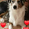 Lyra participe au concours pour gagner de l'argent avec cette photo : adorable, animal, blanket, canine, comfort, cute, dog, domestic_animal, emoji, expression, friendly, fur, hearts, indoor, laying_down, love, mammal, pet, portrait, relaxing