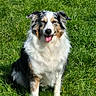 dog, grass, outdoor, sunlight, happy, tongue_out, fur, pet, canine, sitting, nature, animal, portrait, daylight, greenery, friendly, closeup, fluffy, ears, muzzle