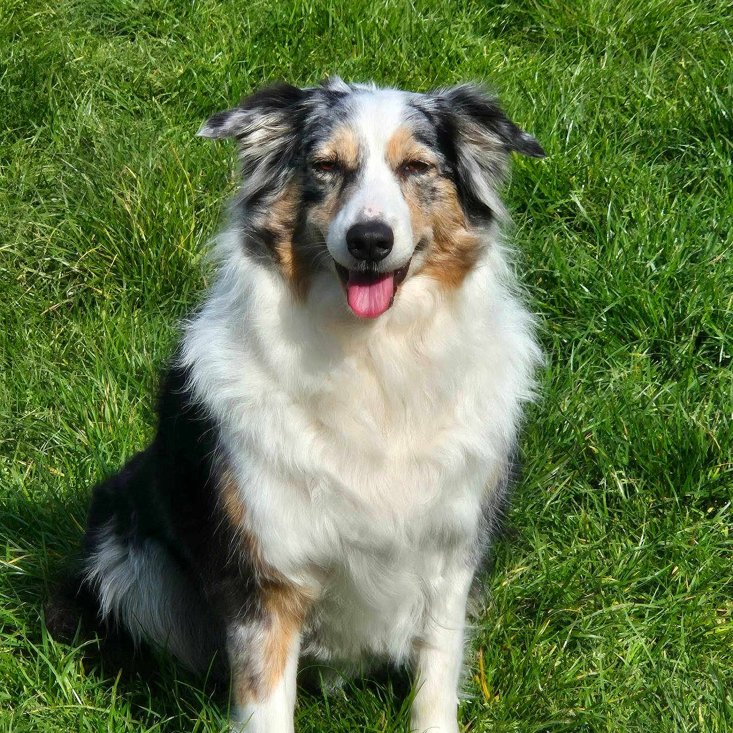 Lyra