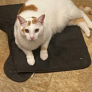 Hammy Campbell is registered to the contest to win money with this photo: alert, animal, cat, close_up, curious, cute, domestic_cat, ears, floor_mat, fur, indoor, looking_at_camera, lying_down, orange_patches, paws, pet, resting, tiled_floor, whiskers, white_cat
