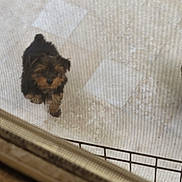 Bella is registered to the contest to win money with this photo: puppy, dog, dogs, small_dog, fluffy, brown, black, tan, animal, pet, cute, standing, indoors, mesh, fence, barrier, floor, portrait, blurry, playful