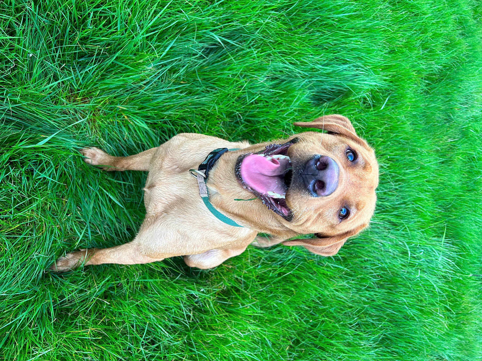 Jasper joined the competition — help win amazing prizes! canidae, carnivore, companion_dog, dog, dog_breed, eyewear, fawn, grass, grassland, groundcover, happy, lawn, people_in_nature, plant, reptile, snout, sporting_group, sunglasses, tail, toy