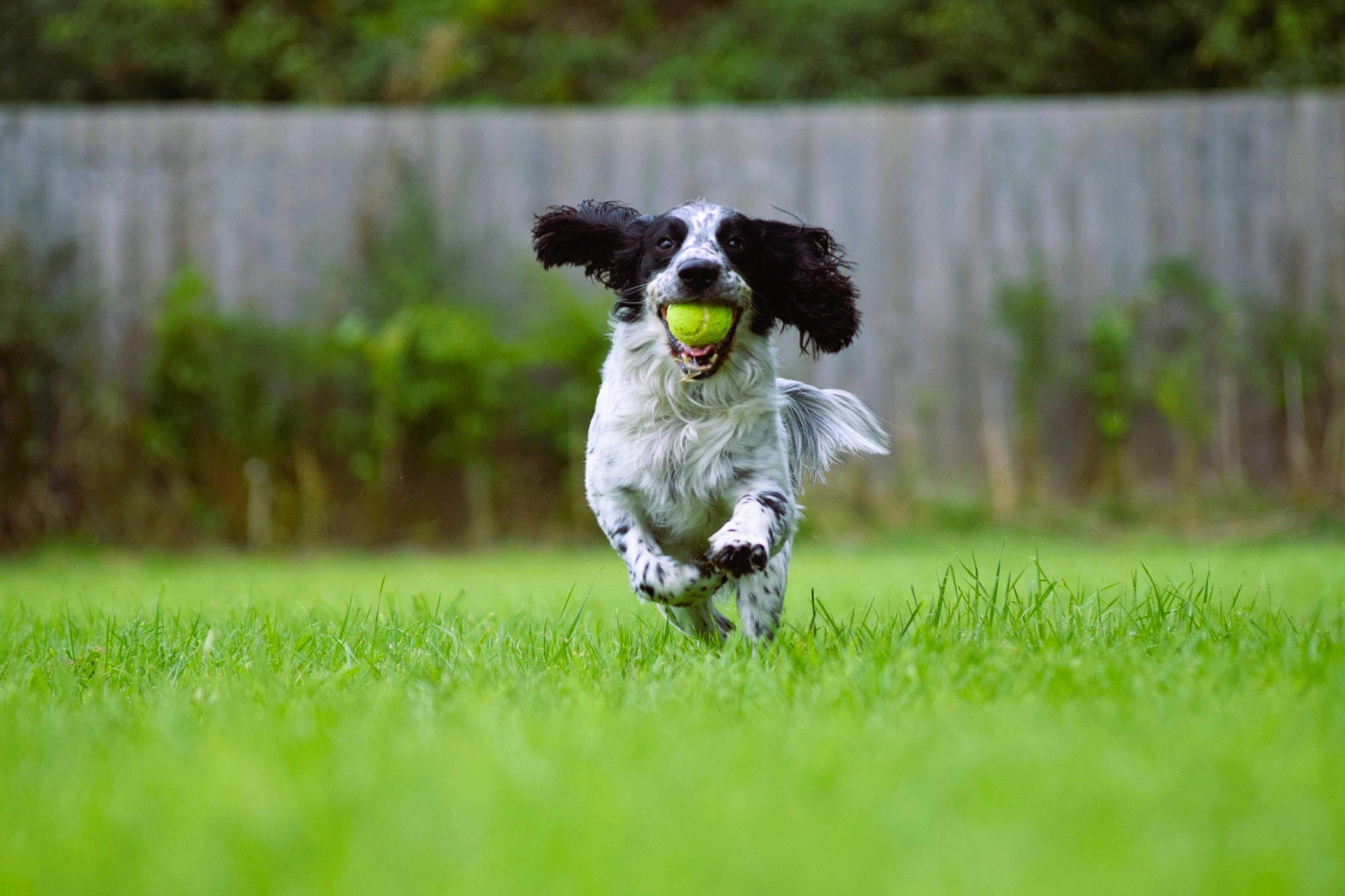 Dexter is registered to the contest to win money with this photo: canidae, carnivore, collar, companion_dog, dog, dog_breed, dog_collar, dog_sports, dog_supply, grass, grassland, gun_dog, plant, pointing_breed, sporting_group, sports_equipment, tail, terrier, toy_dog, working_animal