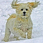 Morgan is registered to the contest to win money with this photo: dog, snow, fluffy, running, outdoor, winter, animal, pet, happy, playful, fur, ears, nature, cold, cute, mammal, daytime, energetic, white, landscape