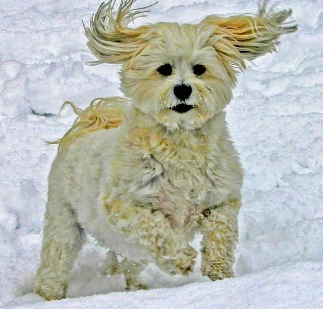 Morgan is registered to the contest to win money with this photo: dog, snow, fluffy, running, outdoor, winter, animal, pet, happy, playful, fur, ears, nature, cold, cute, mammal, daytime, energetic, white, landscape