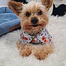 dog, puppy, yorkshire_terrier, small_dog, pet, animal, portrait, sitting, fluffy, long_hair, brown_fur, black_nose, pointed_ears, clothing, patterned_shirt, red_bow, panda, stuffed_animal, white_rug, indoor