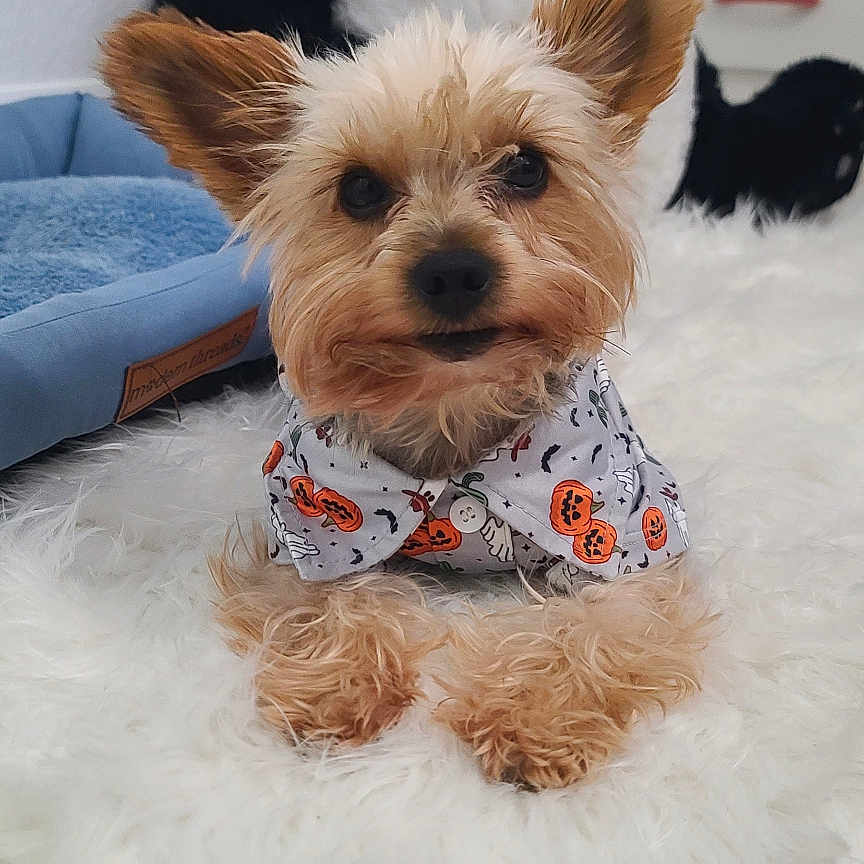 Tony joined the competition — help win amazing prizes! dog, puppy, yorkshire_terrier, small_dog, pet, animal, portrait, sitting, fluffy, long_hair, brown_fur, black_nose, pointed_ears, clothing, patterned_shirt, red_bow, panda, stuffed_animal, white_rug, indoor