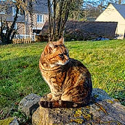 Chanel participe au concours pour gagner de l'argent avec cette photo : animal, background, calm, cat, curious, daylight, feline, grass, house, mammal, moss, nature, outdoor, pet, quiet, sitting, stone, sunlight, tabby, tree