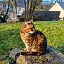 animal, background, calm, cat, curious, daylight, feline, grass, house, mammal, moss, nature, outdoor, pet, quiet, sitting, stone, sunlight, tabby, tree
