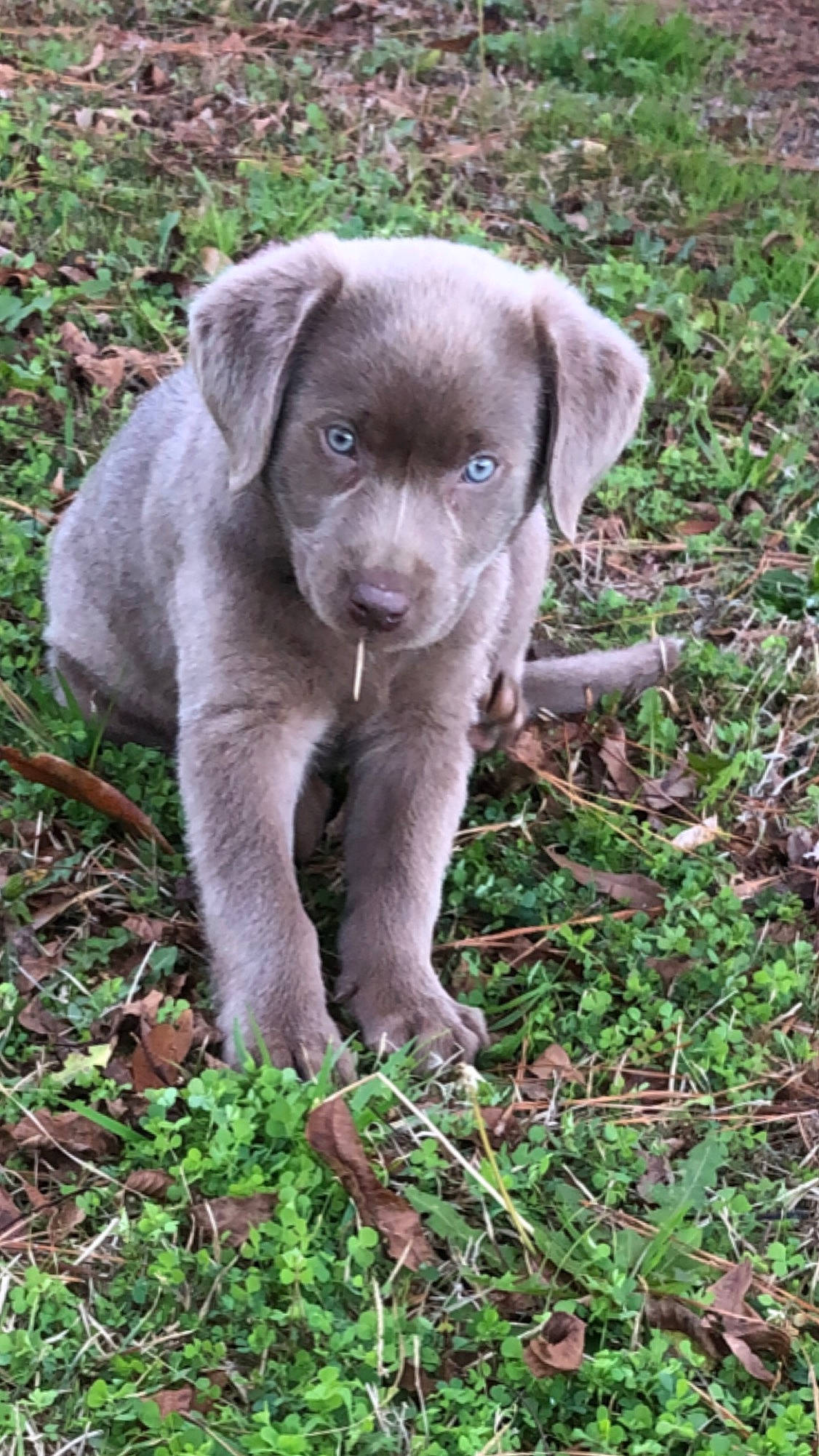 Willow is registered to the contest to win money with this photo: canidae, carnivore, companion_dog, dog, dog_breed, fawn, forest, fur, grass, groundcover, liver, plant, puppy, soil, sporting_group, terrestrial_animal, tree, whiskers, wildlife, working_animal