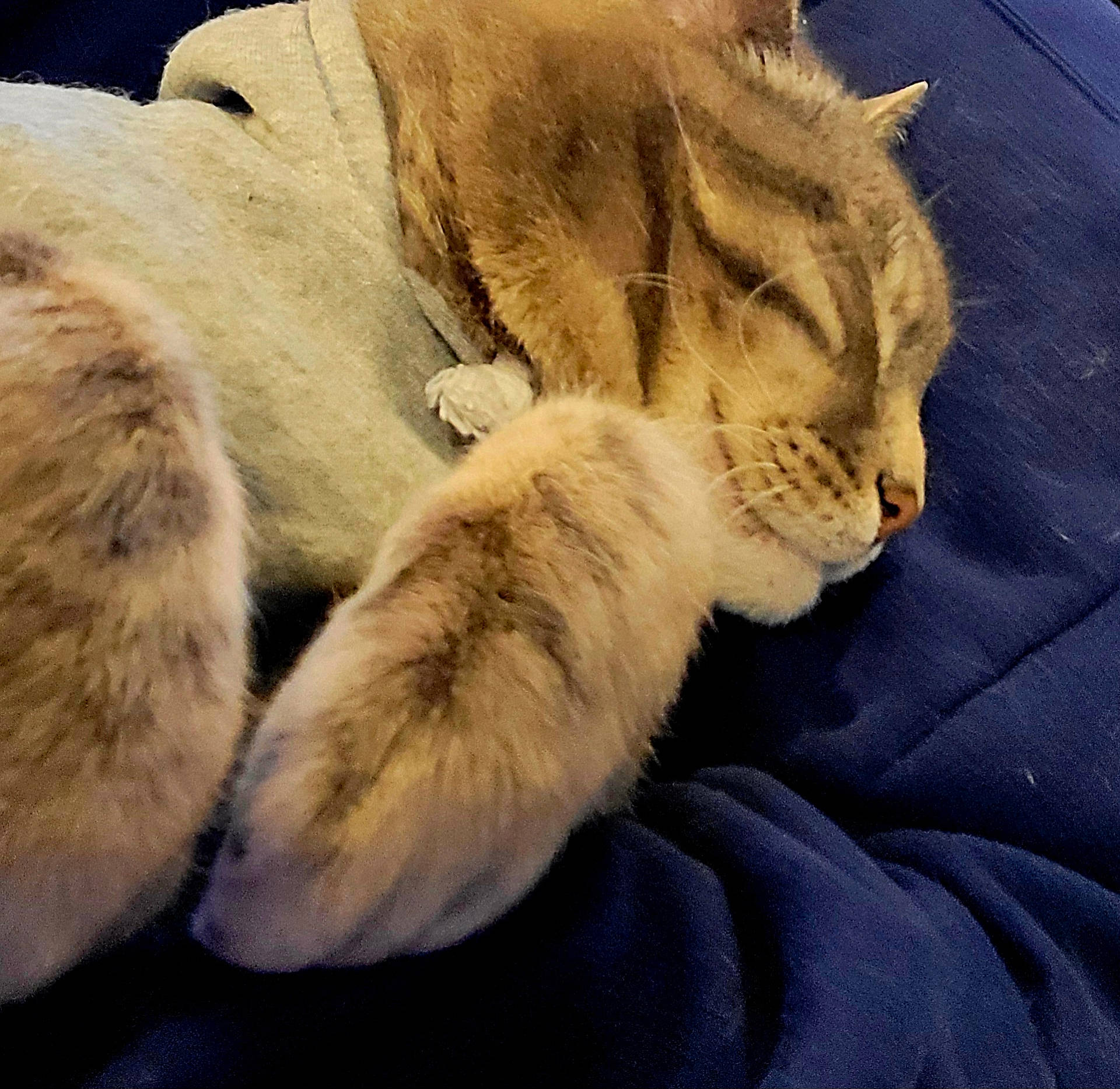 Buddy is registered to the contest to win money with this photo: animal, blanket, cat, closeup, comfort, cozy, cute, domestic, feline, fur, indoor, nap, paws, pet, relaxed, resting, sleeping, soft, striped, whiskers
