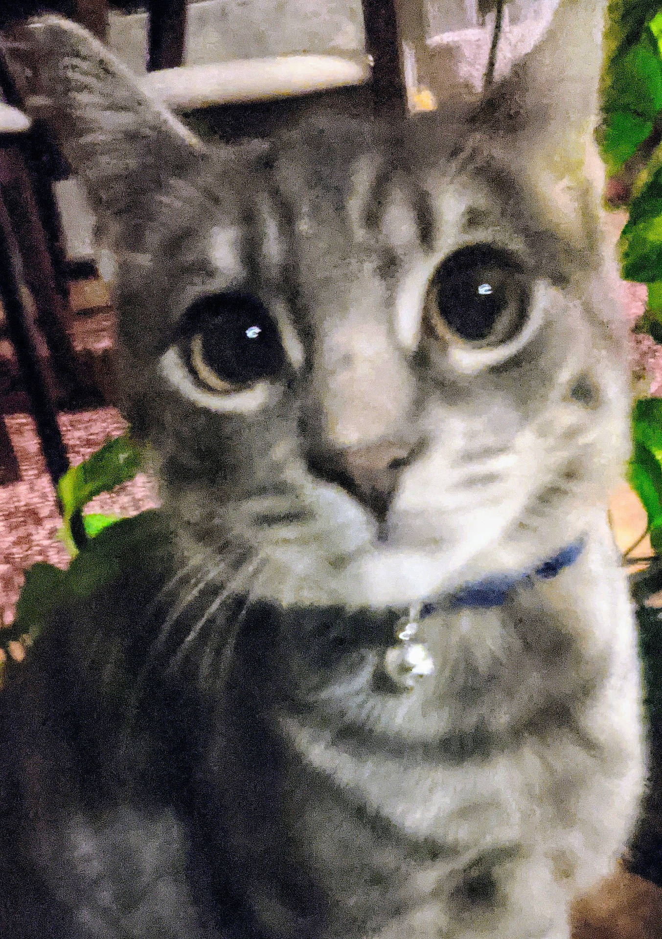 Buddy is registered to the contest to win money with this photo: animal, cat, close_up, collar, companion, curious, domestic, ears, eyes, face, feline, fur, furniture, indoor, mammal, pet, plant, portrait, tabby, whiskers
