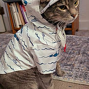 Buddy is registered to the contest to win money with this photo: cat, tabby, hoodie, clothing, pet, indoor, furniture, carpet, rug, animal, cute, sitting, patterned_clothing, domestic_cat, ears, whiskers, eyes, feline, household, cozy