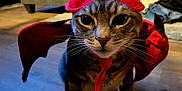 Buddy joined the competition — help win amazing prizes! cat, tabby_cat, costume, devil_horns, bat_wings, pet, animal, indoor, floor, whiskers, ears, feline, cute, face, closeup, domestic_cat, red, glitter, expression, sitting