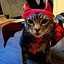 cat, tabby_cat, costume, devil_horns, bat_wings, pet, animal, indoor, floor, whiskers, ears, feline, cute, face, closeup, domestic_cat, red, glitter, expression, sitting