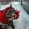 Buddy joined the competition — help win amazing prizes! animal, building, cat, close_up, cold, costume, curious, cute, feline, fur, nature, outdoor, pet, portrait, red_hood, snow, snowy_ground, whiskers, winter, yellow_eyes