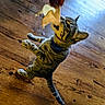 Buddy is registered to the contest to win money with this photo: animal, brown, cat, collar, curious, cute, domestic, feline, food, hand, indoor, kitten, pet, playful, reaching, standing, striped, tabby, wooden_floor, young