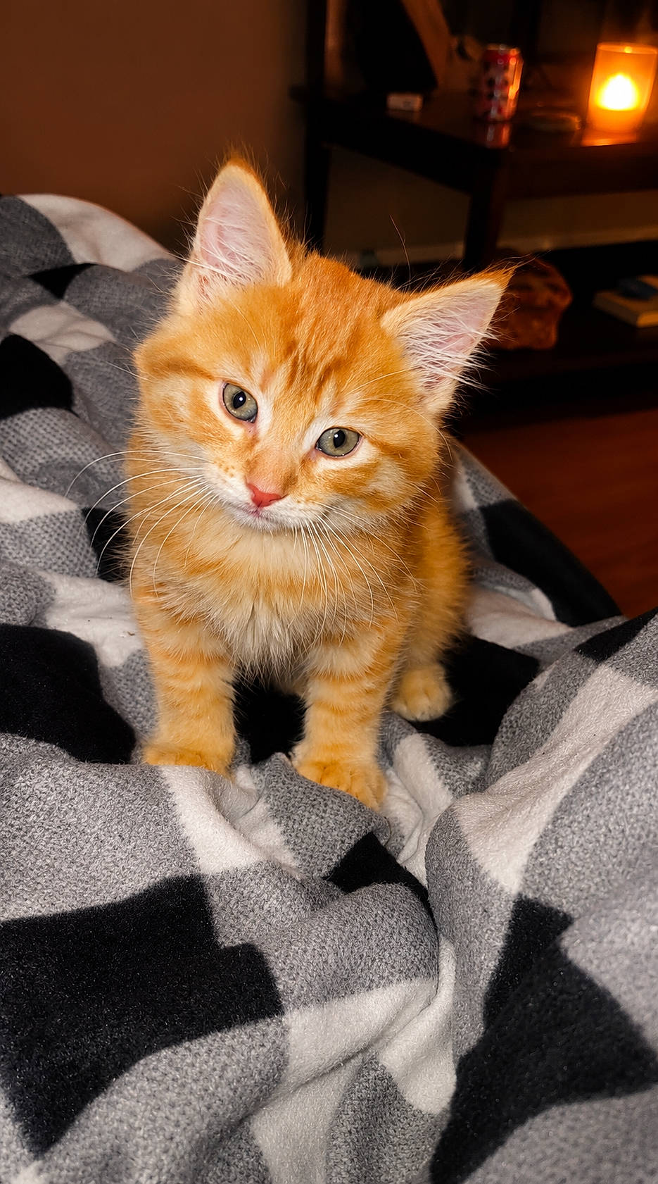 Lecter is registered to the contest to win money with this photo: animal, blanket, candle, cat, cozy, curious, cute, ears, feline, fur, home, indoor, kitten, orange_tabby, pet, sitting, table, warm_lighting, whiskers, young