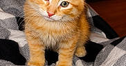 Lecter is registered to the contest to win money with this photo: kitten, cat, orange_tabby, pet, feline, blanket, cozy, indoor, animal, cute, fur, whiskers, ears, candle, table, warm_lighting, home, curious, young, sitting