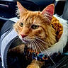 Lecter joined the competition — help win amazing prizes! cat, orange_tabby, fur, whiskers, bag, car_interior, green_eyes, curious, pet, animal, closeup, portrait, cozy, soft_light, feline, travel, indoor, cute, fluffy, companion