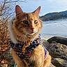 cat, orange_tabby, sweater, outdoor, nature, rocks, lake, frozen_lake, winter, bare_trees, sunlight, animal, pet, portrait, close_up, fur, whiskers, scenic, cold_weather, wildlife