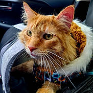 Lecter joined the competition — help win amazing prizes! animal, car_interior, carrier, cat, close_up, coat, companion, curious, cute, feline, fluffy, fur, indoor, orange_tabby, pet, portrait, seat, travel, whiskers, window