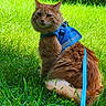 Lecter joined the competition — help win amazing prizes! cat, orange_cat, feline, grass, outdoor, harness, leash, pet, animal, nature, greenery, fur, sitting, curious, fluffy, daylight, garden, leafy, summer, whiskers