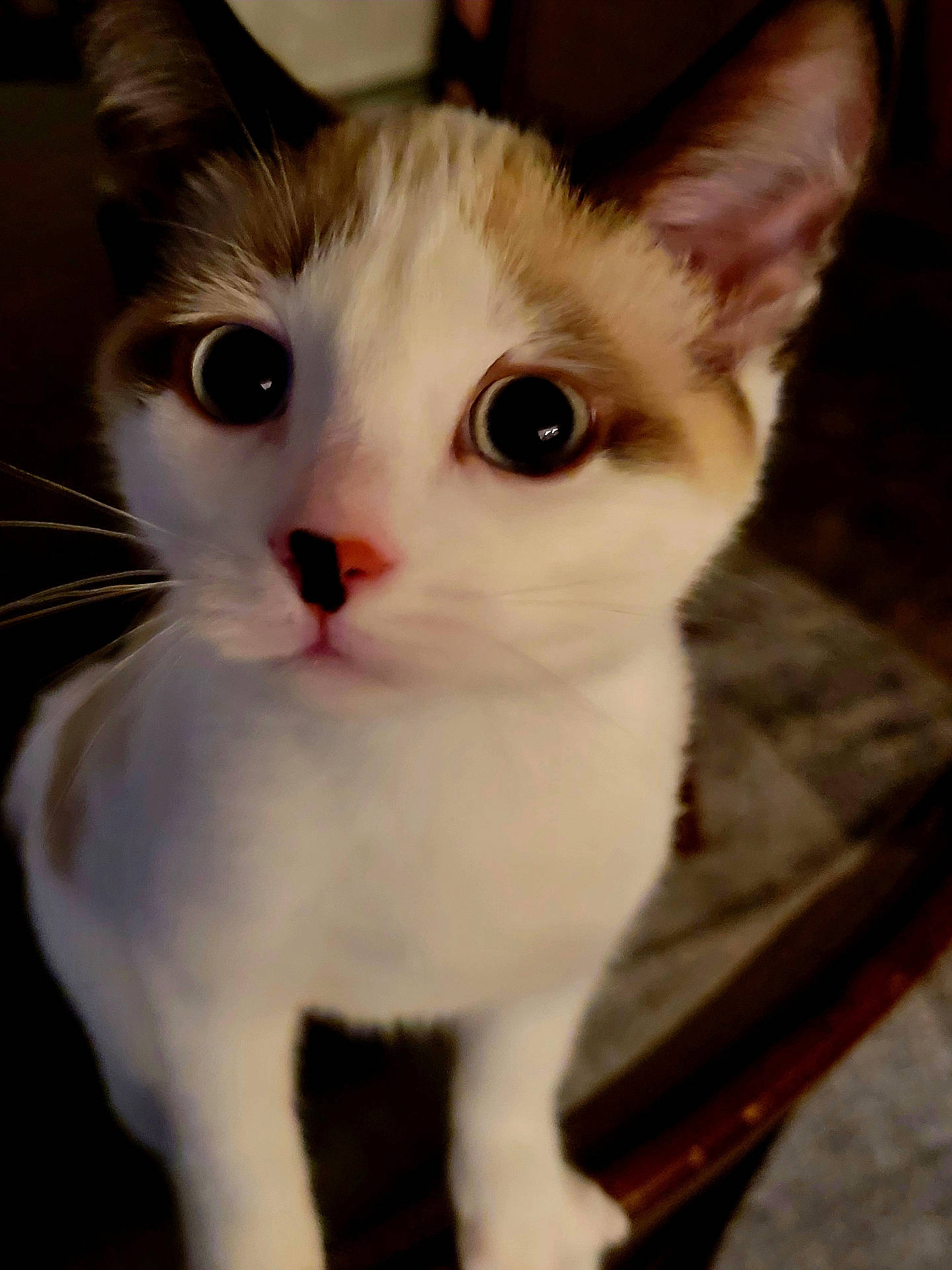 Jellybean