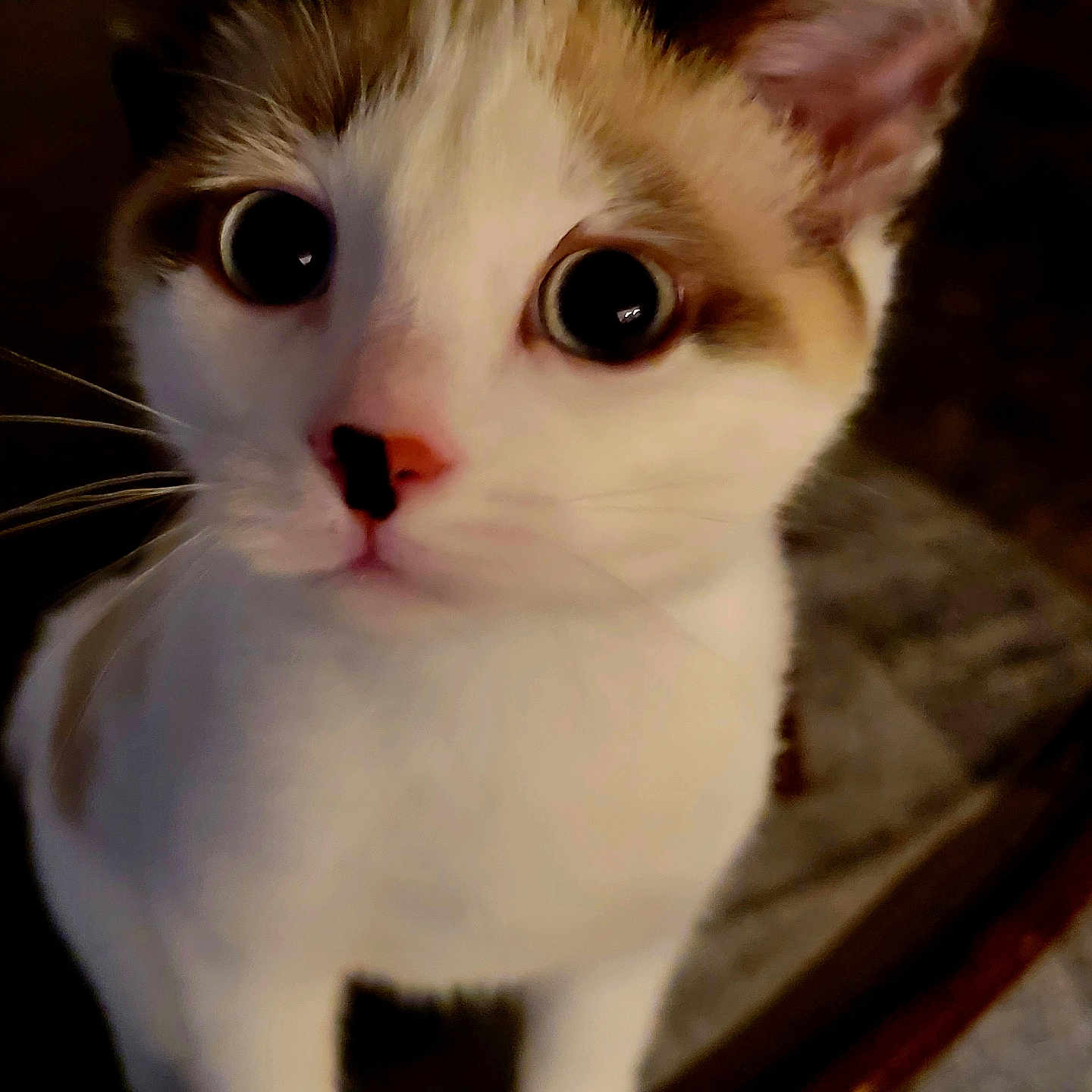 Jellybean