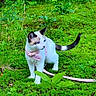 Jellybean is registered to the contest to win money with this photo: animal, blue_eyes, cat, curious, ears, exploring, feline, grass, greenery, leash, mammal, nature, outdoor, pet, pink_harness, plants, tail, whiskers, white_cat, young_cat