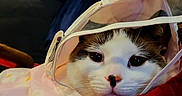 Jellybean is registered to the contest to win money with this photo: cat, animal, pet, face, fur, eyes, nose, blanket, fabric, pink, red, cozy, indoor, closeup, cute, domestic, resting, comfort, hood, curious