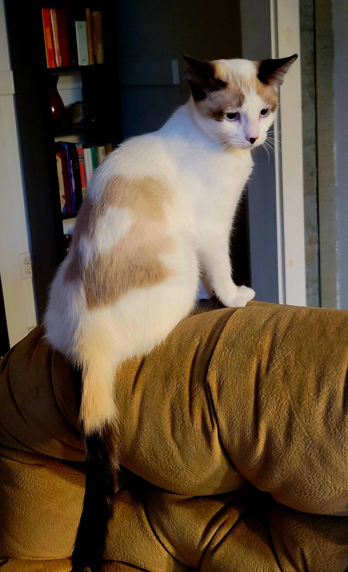 Jellybean is registered to the contest to win money with this photo: bookshelf, brown, cat, comfort, couch, cream, curious, domestic, ears, feline, furniture, household, indoor, looking, pet, room, sitting, tail, whiskers, white
