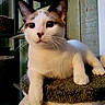 Jellybean is registered to the contest to win money with this photo: animal, cat, cat_tree, closeup, cozy, curious, dark_eyes, domestic_cat, feline, fur, indoor, paw, perched, pet, portrait, relaxed, whiskers, white_fur, wood_paneling, young_cat
