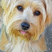 Myrtille participe au concours pour gagner de l'argent avec cette photo : dog, pet, animal, cute, fluffy, tongue_out, outdoor, looking_up, fur, canine, close_up, friendly, adorable, mammal, portrait, small_dog, brown_fur, white_fur, ears, nose