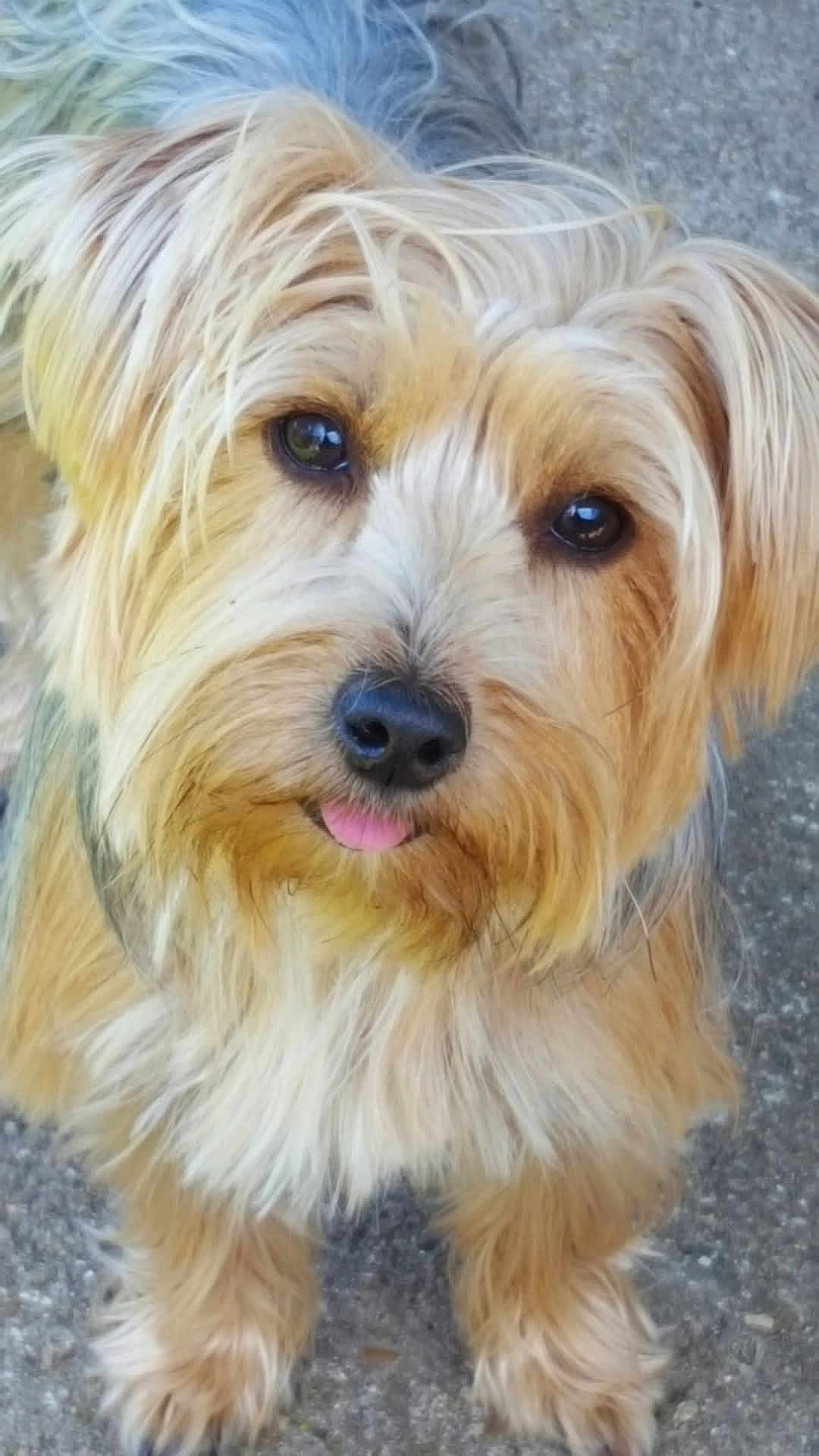 Myrtille participe au concours pour gagner de l'argent avec cette photo : dog, pet, animal, cute, fluffy, tongue_out, outdoor, looking_up, fur, canine, close_up, friendly, adorable, mammal, portrait, small_dog, brown_fur, white_fur, ears, nose