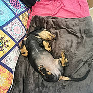 Willow a rejoint le concours — aidez-le/la à gagner de superbes lots ! animal, black_and_tan, blanket, canine, couch, cozy, cute, dachshund, dog, fur, home, indoor, nap, pet, puppy, relaxing, resting, sleeping, soft, towel