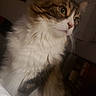 cat, fluffy, long_hair, white_fur, brown_fur, tabby, pet, animal, portrait, close_up, whiskers, green_eyes, pink_nose, sitting, indoor, home, bookshelf, cozy, dim_lighting, photography