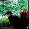 Milo participe au concours pour gagner de l'argent avec cette photo : cat, fluffy_cat, black_and_white, longhaired, sitting, window, indoors, garden, plants, flowers, greenery, red_shrub, nature, backlit, silhouette, portrait, animal, pet, window_sill, outdoor_view